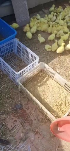 天津三花鹅苗  茂源生态基地
