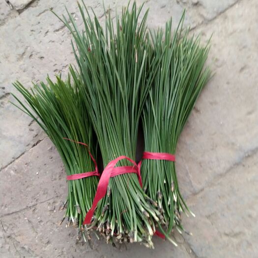 武乡县 深山老林松针茶，松针粉