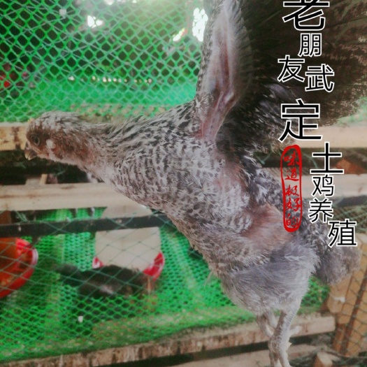 昆明 脱温土鸡苗