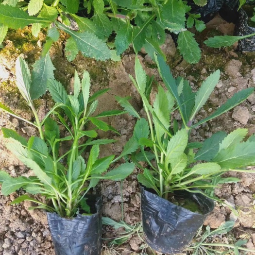 青州市马鞭草种子 柳叶马鞭草花海，物美价廉。茂林花卉有限公司。