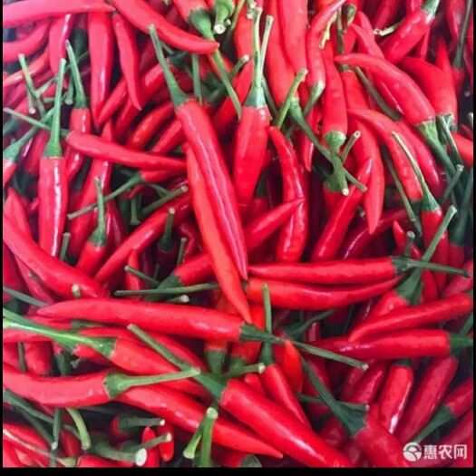 天等县 广西天等县人种天等辣椒，最辣