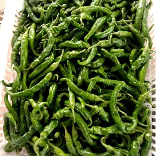 当阳市湘研15号辣椒 软皮皱皮湘研15.16
量大货好