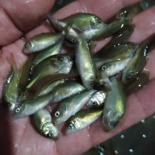 绵阳鲤鱼苗 出售优良品种裸鲤苗