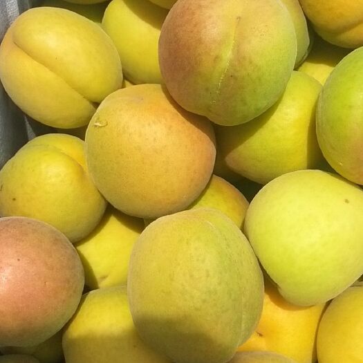 蒙阴县凯特杏 45mm以上