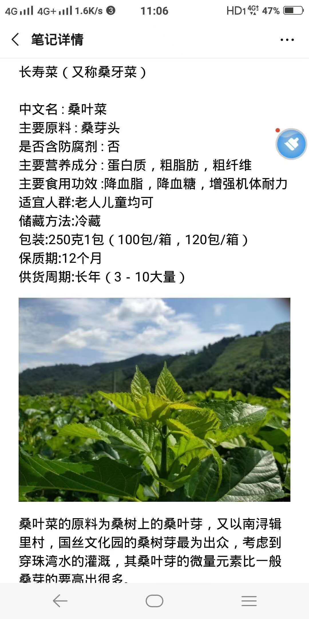 速冻桑叶菜 英德桑叶菜