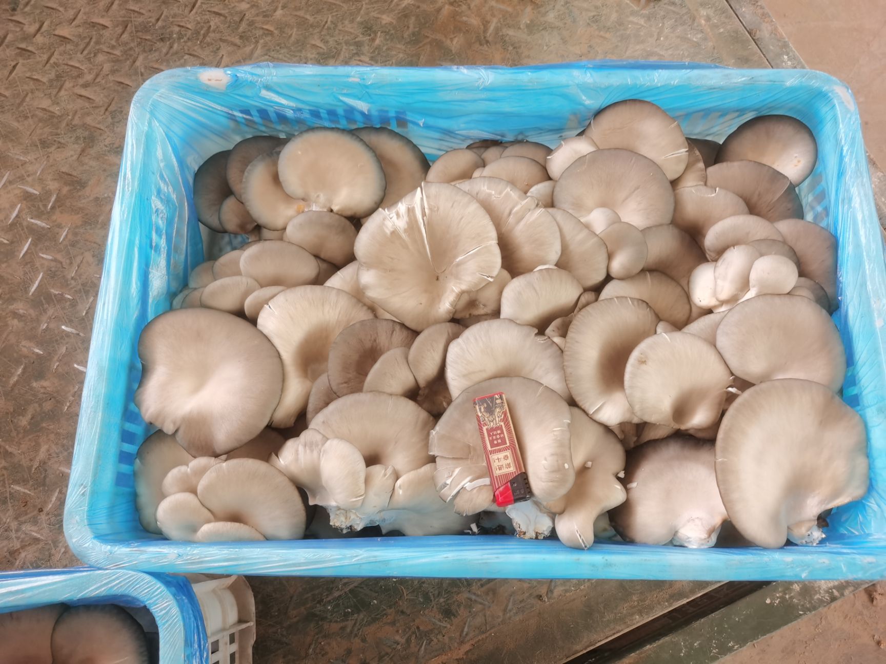 蘑菇 量大从优