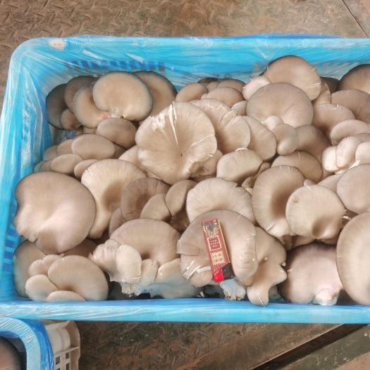 隰县蘑菇 量大从优