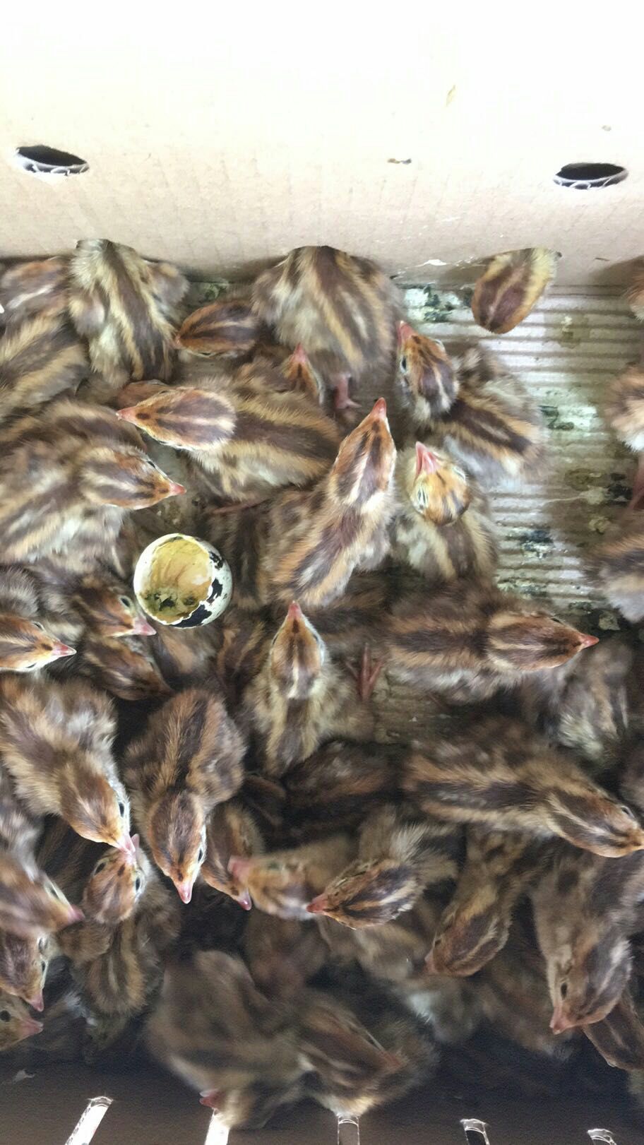  鹌鹑苗