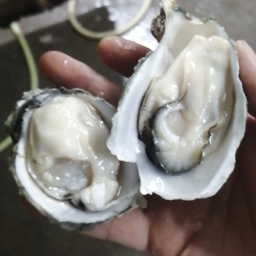 湛江漳州生蚝 湛江生蚝产地直供