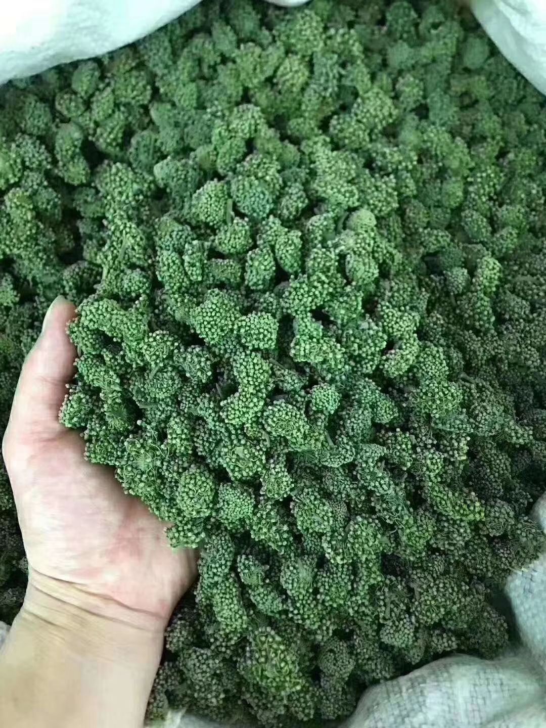  三七花