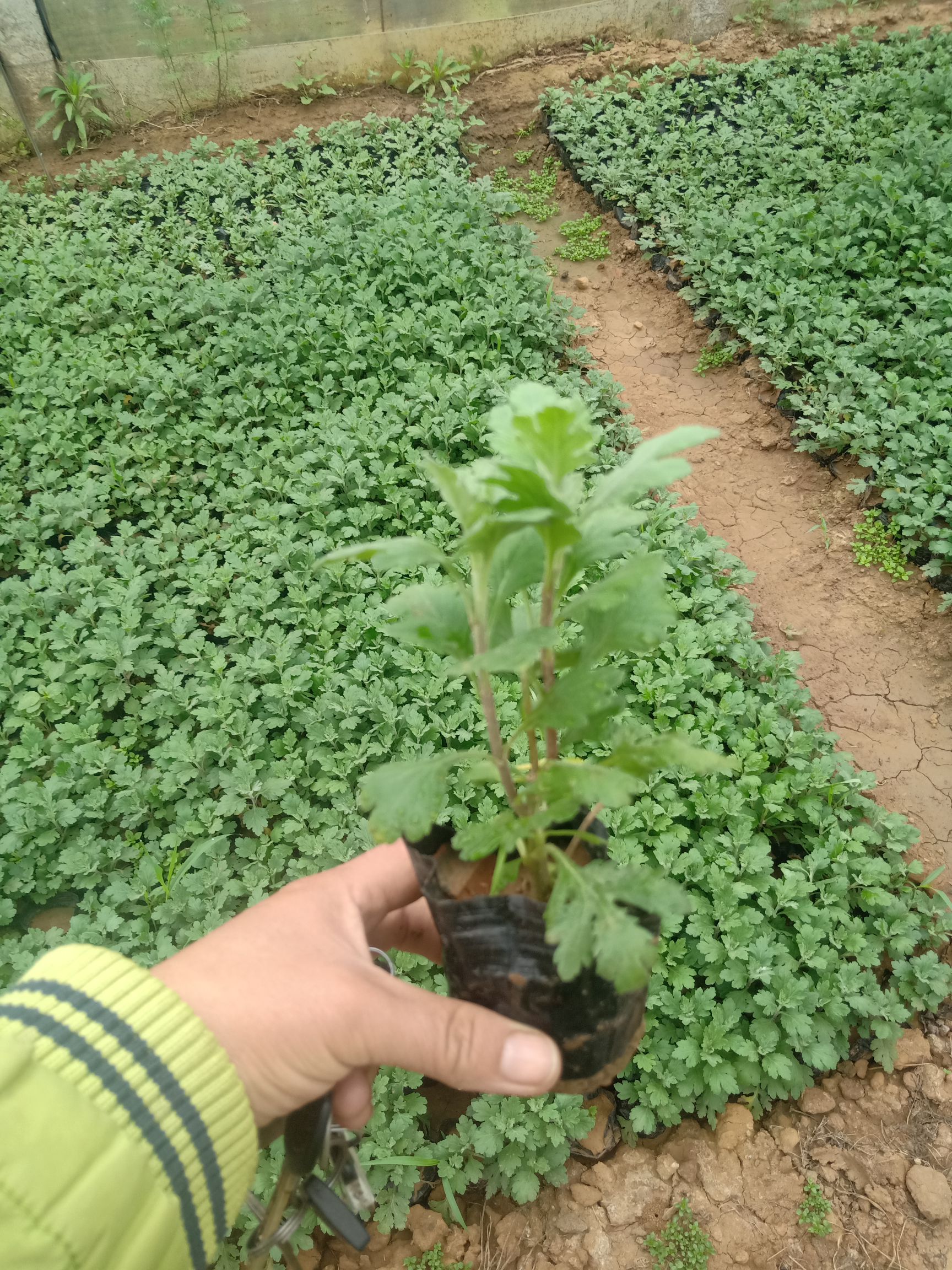  菊花苗，千头菊营养杯苗，国庆菊营养杯苗，大菊花营苗，九月菊