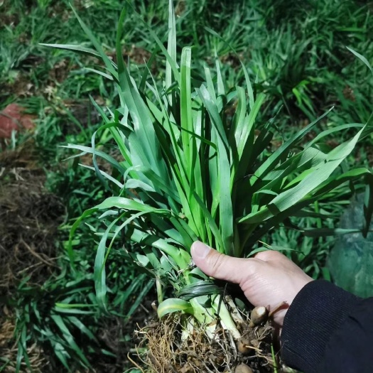 萱草  大花萱草 金娃娃萱草庭院绿化工程用苗