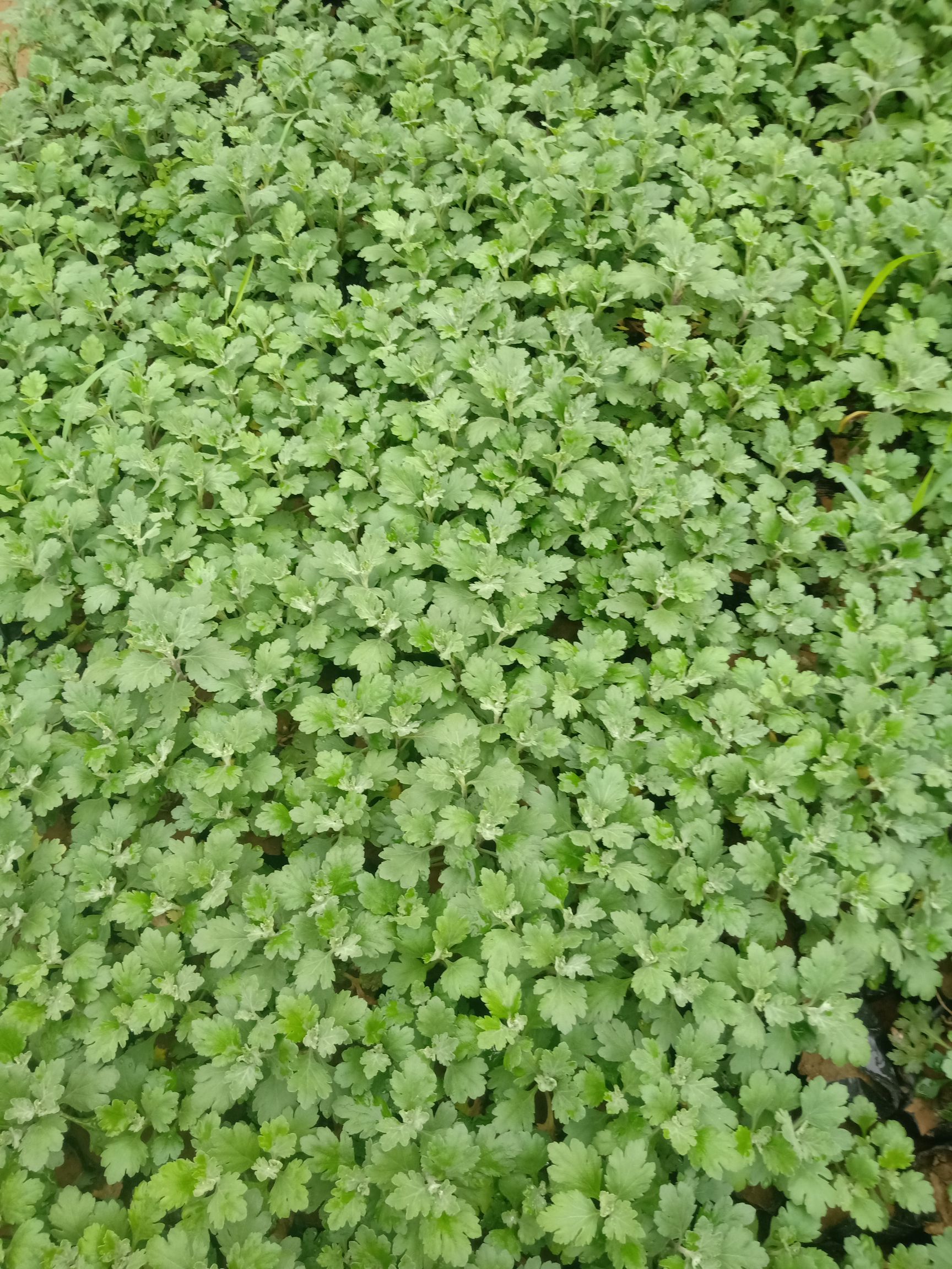  菊花苗，千头菊营养杯苗，国庆菊营养杯苗，大菊花营苗，九月菊