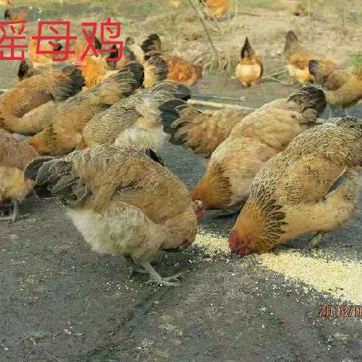 遵义 红瑶鸡苗