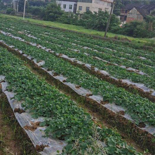 衡南县 日本甜宝自家农场寻找长年水果合作商，价格微聊，可以电联系