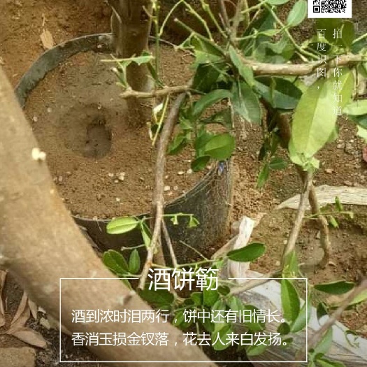 北海东风桔盆景 东风桔桩]全部五十元一棵，润月种上一盘东风桔，吉祥如意！