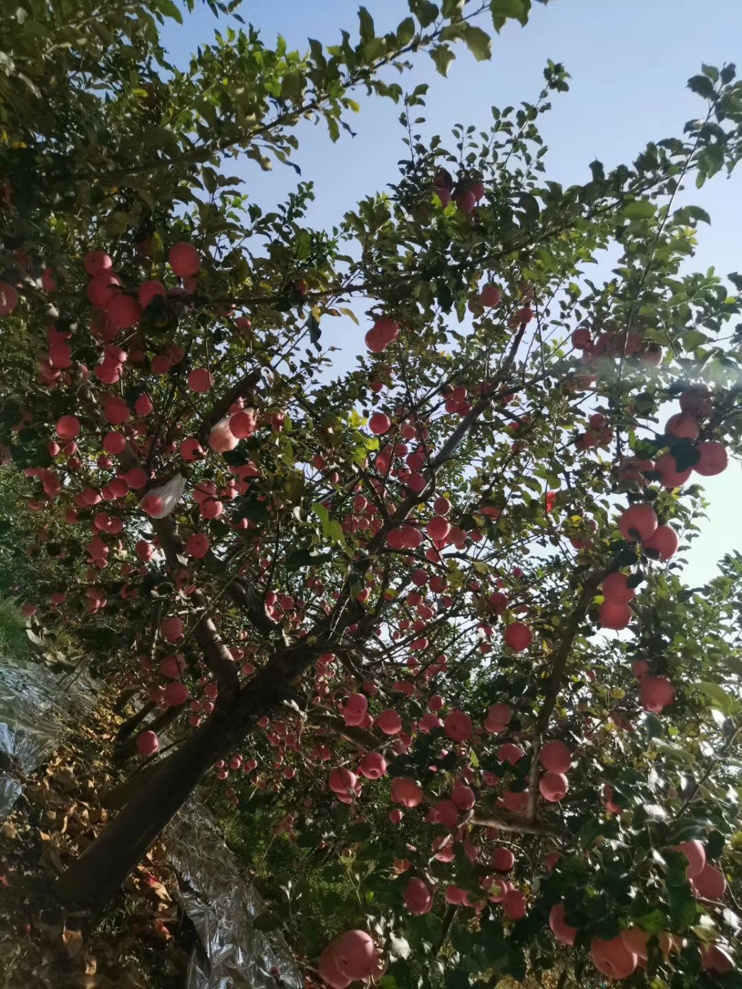  白水苹果回馈社会