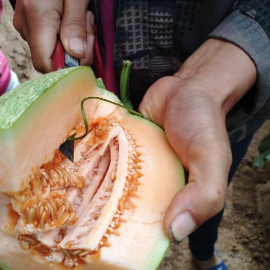 合阳县 哈密瓜