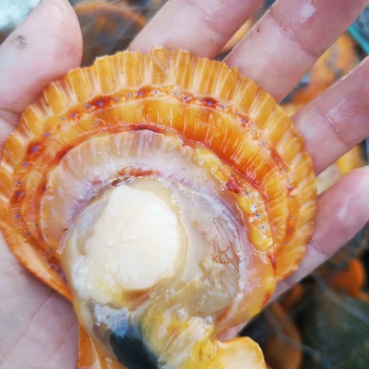 湛江 扇贝 湛江扇贝批发 量大价优