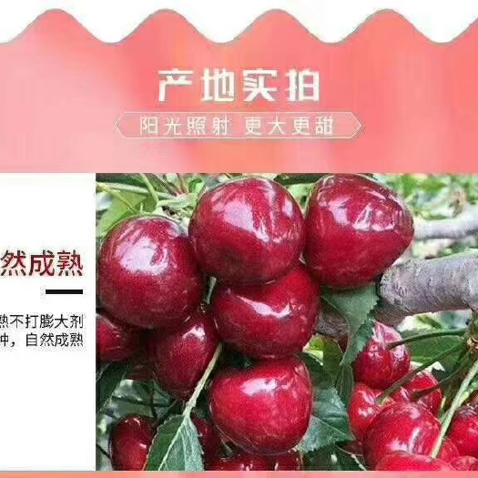 天水大樱桃 甜蜜正当时，顺丰极速发货。