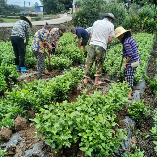 茉莉花：二十万株，上市了