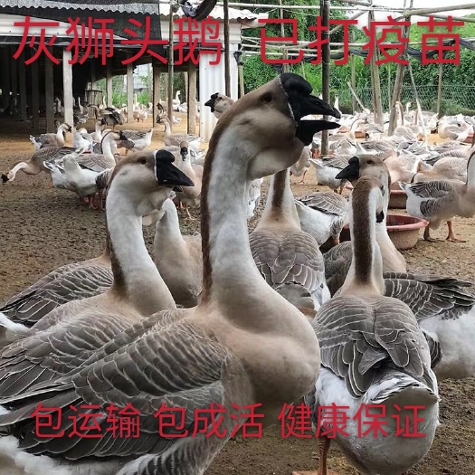 淮安 狮头鹅苗 纯种灰狮头鹅 出壳疫苗 包运输基地直供【量大从优