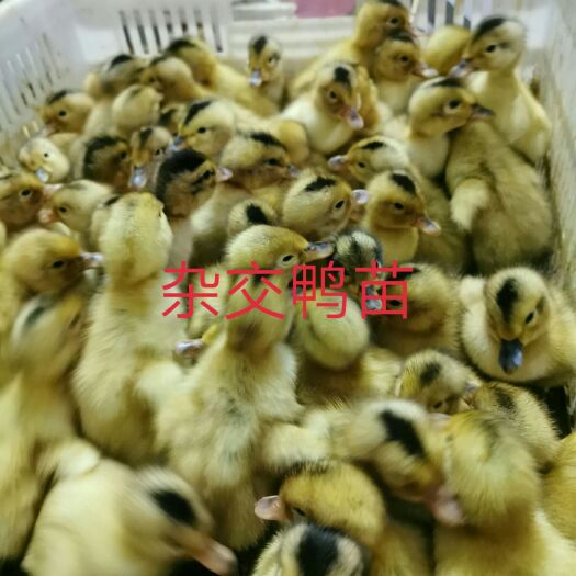 遵义 杂交鸭苗