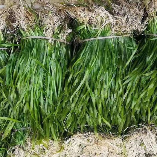 赤壁市苦草 基地大量出货，价格优惠