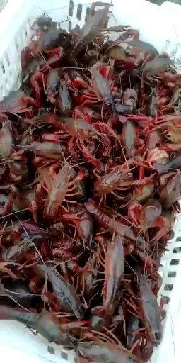 寿县安徽小龙虾 中红4-6钱
