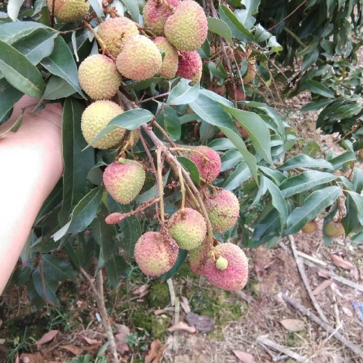 灵山县 妃子笑荔枝