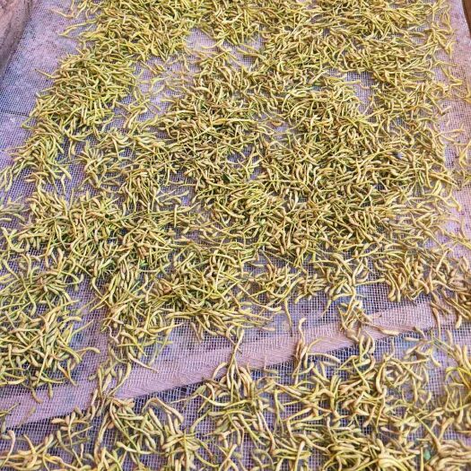 广宗县巨鹿金银花 自家种的