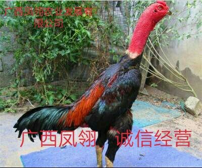 遵义斗鸡苗 公