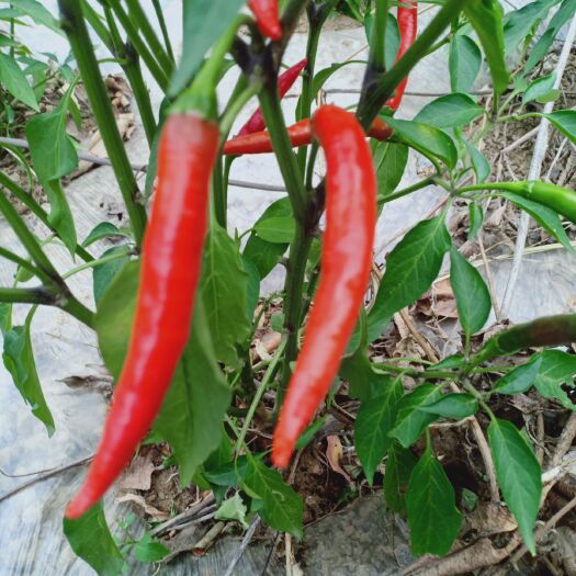 丘北县朝天椒干辣椒 朝天椒，