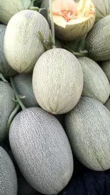 莘县缅甸哈密瓜 3斤以上