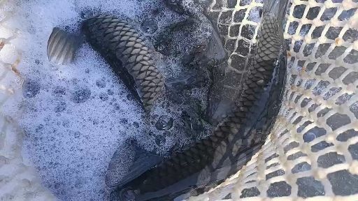 长沙县草鱼