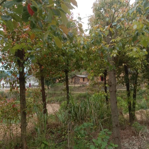 浏阳市 ，主营各种规格香樟、移植骨架