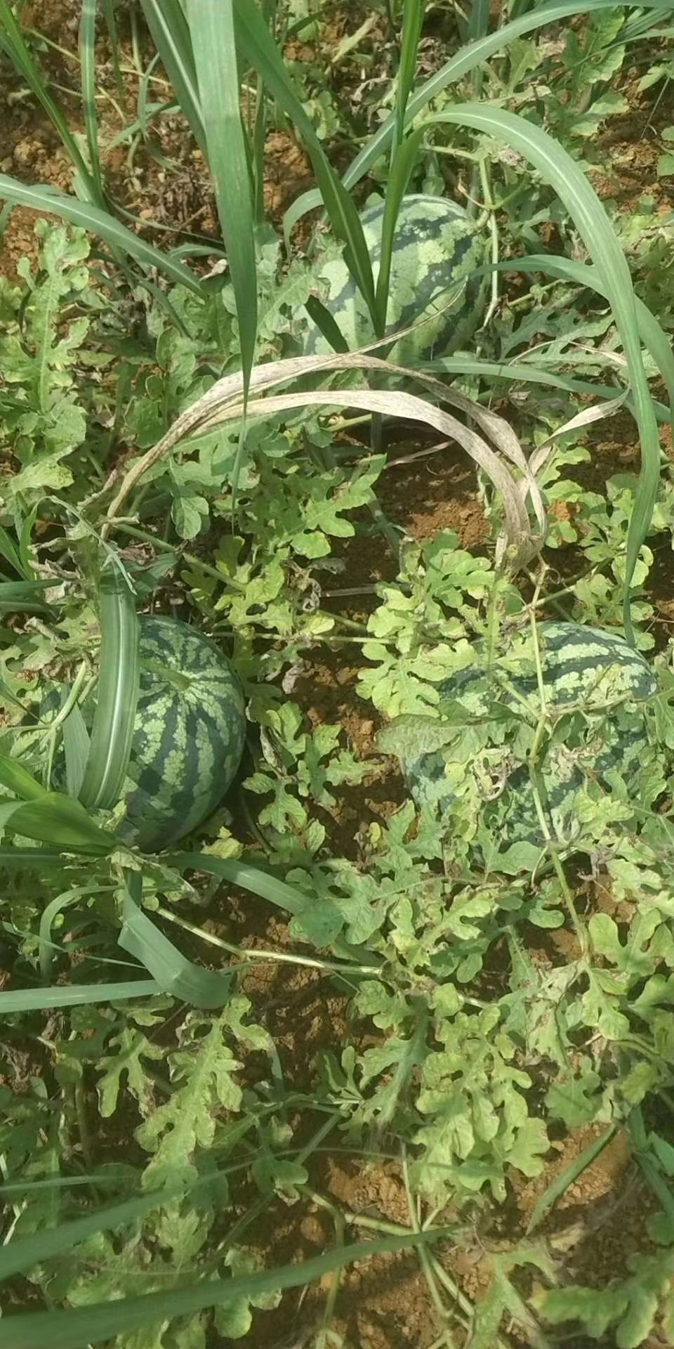  自家西瓜超级甜1块钱一斤