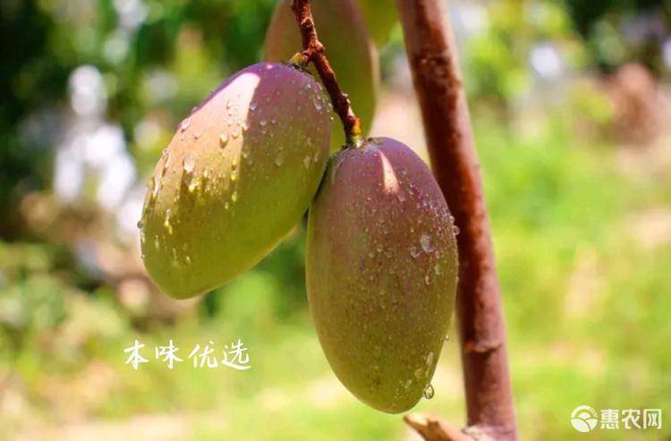 丽江 红贵妃芒果