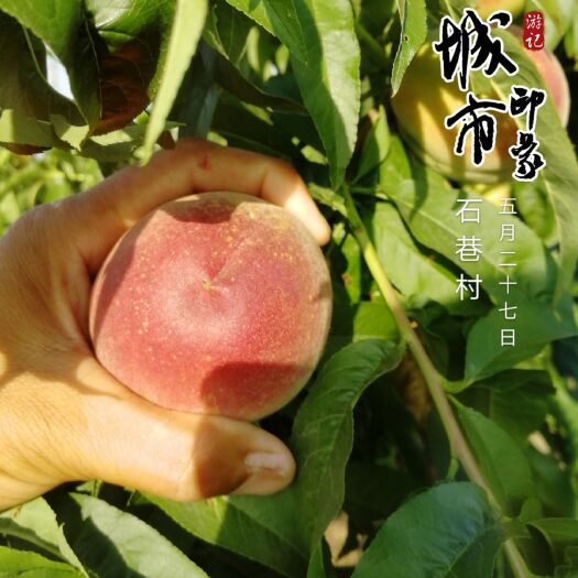 钟祥市 精品突围桃（2020）
