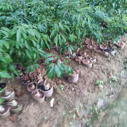 灵山县无核荔枝苗  无核荔枝，杯苗，