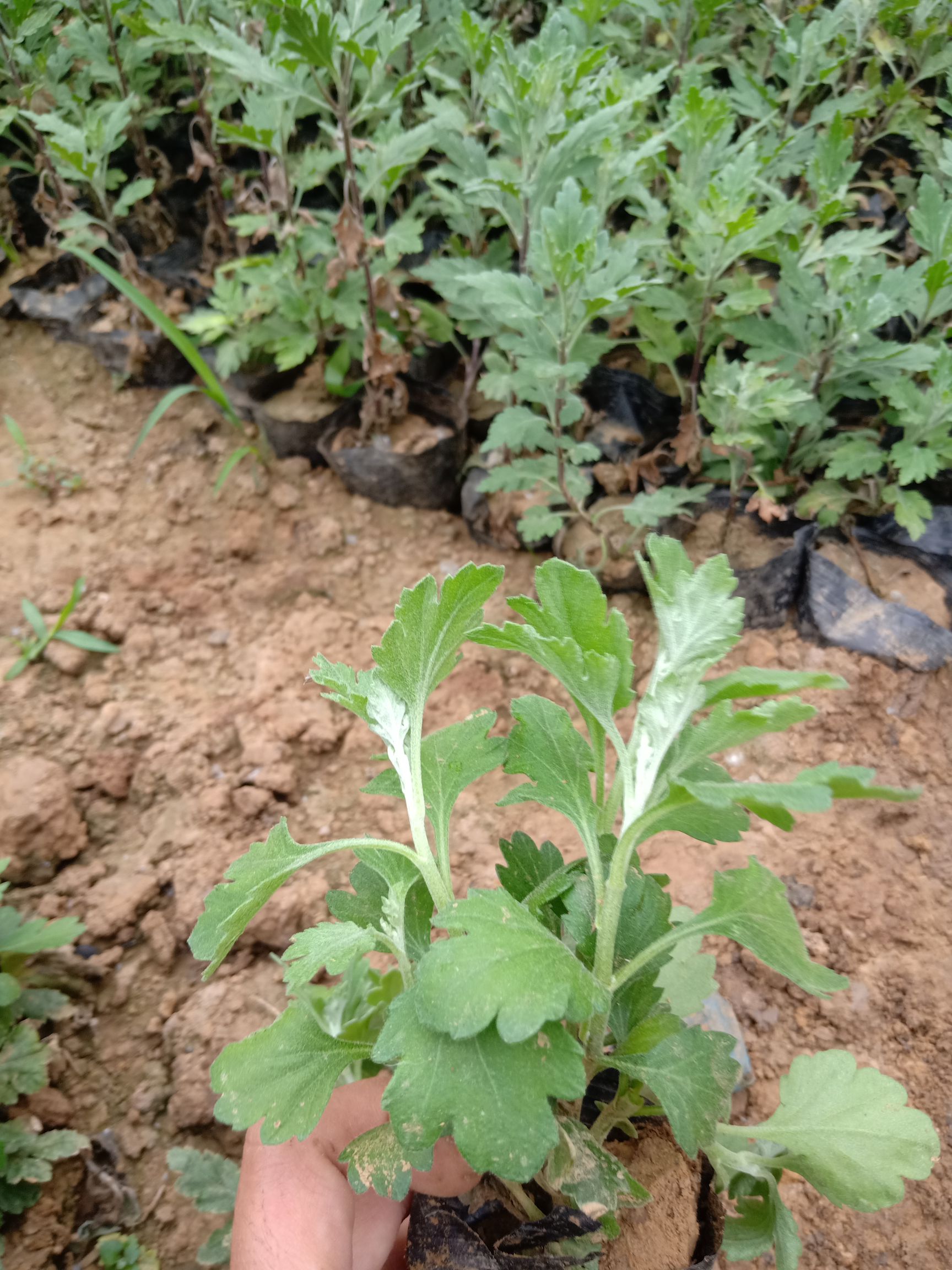  菊花苗，千头菊营养杯苗，国庆菊营养杯苗，大菊花营苗，九月菊