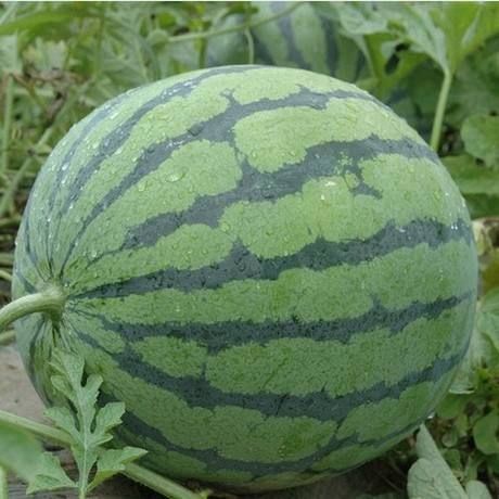 西安 大荔西瓜大量上市