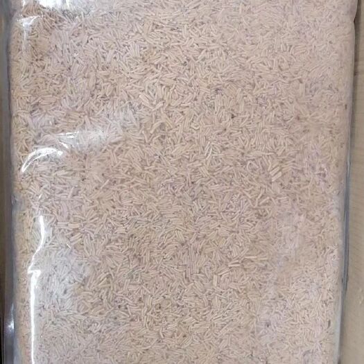 漳州饲料虾 高蛋白凤凰虫