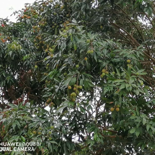 钦州黑叶荔枝  发财货，发财货，妃子笑，黑叶荔等