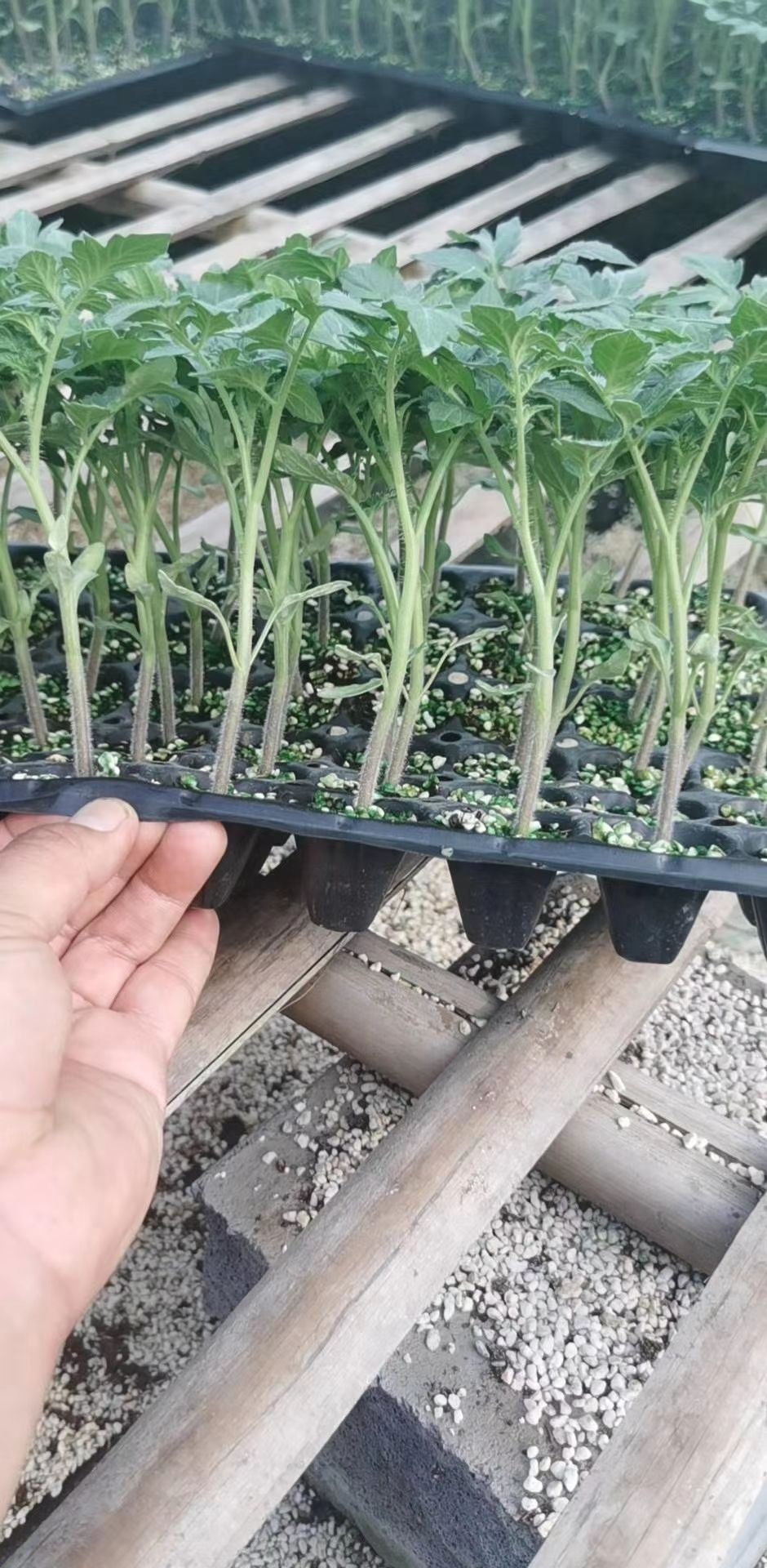 圣女果苗  釜山88小西红柿口感无渣糖度高正品保证直播苗/嫁