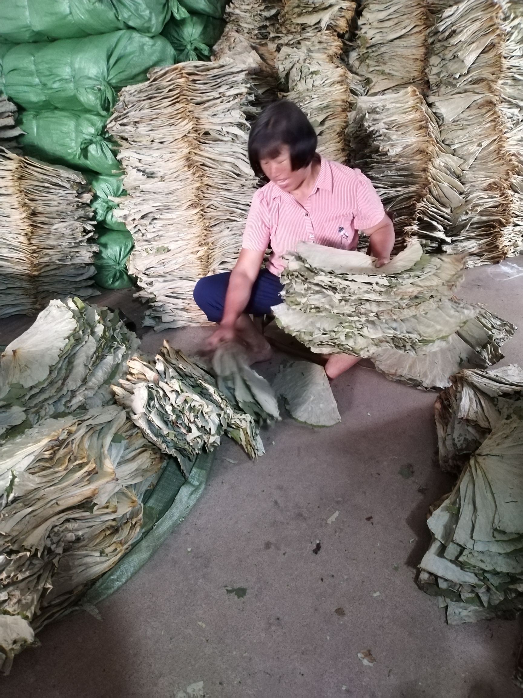 江西高含量荷叶，药材叶，用于药厂，荷叶灰