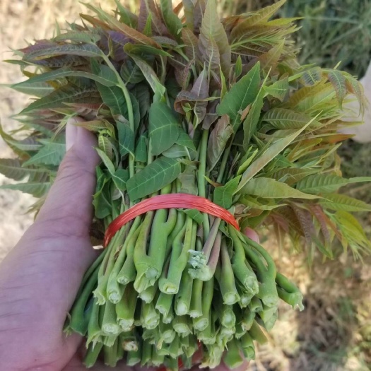 淄博野芹菜 芹苗，香椿，冰草，花椒粒