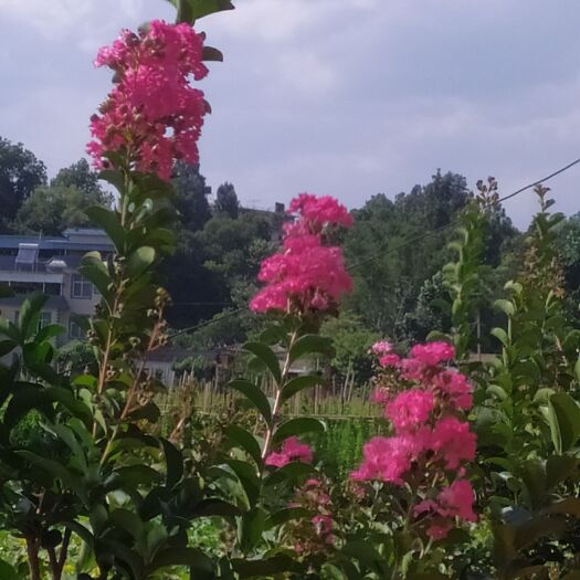 石屏县 精品紫薇
