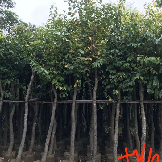 普宁市 海南蒲桃5至15公分低价出售