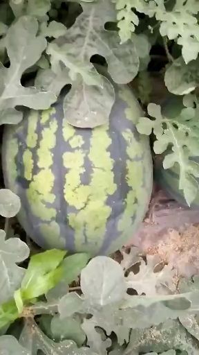 大荔县 陕西甜王西瓜产地，甜王西瓜价格